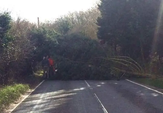 Tree down in Epping