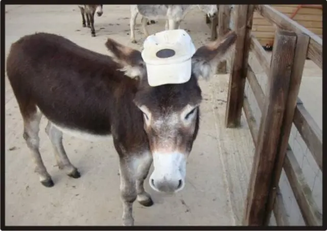 donkey with hat