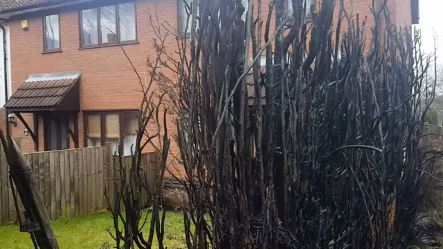 Burnt hedge