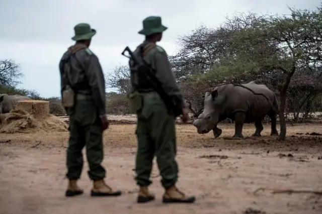 Wardens watch over a rhino