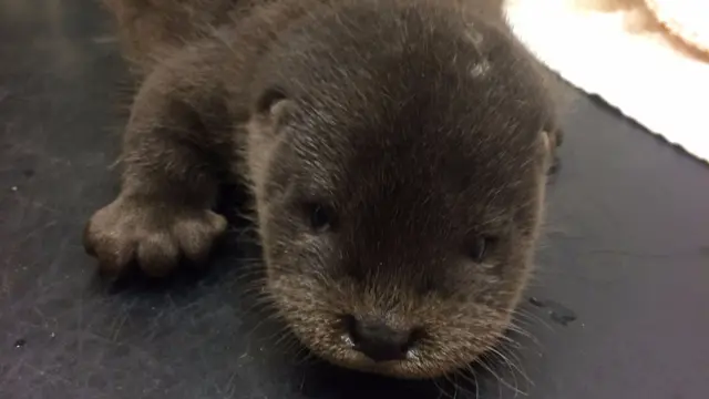 The otter cub