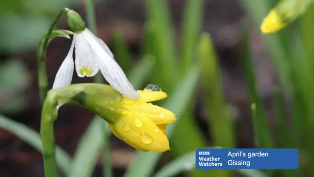 Raindrops on snowdrop and a daffodil bud