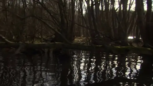 
          The water's edge of the Hoveton Great Broad, with trees growing on an island
        