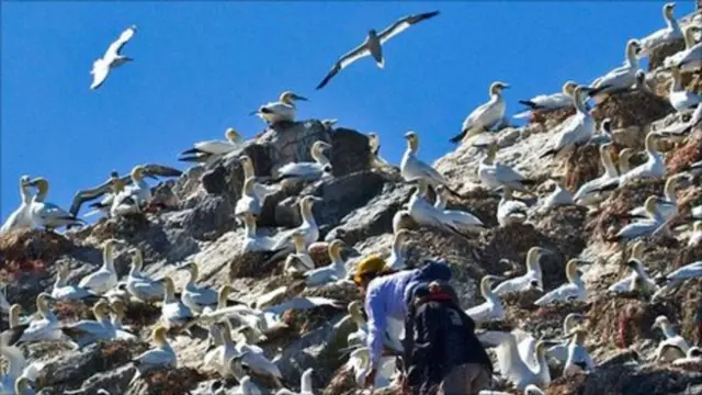 Alderney gannets