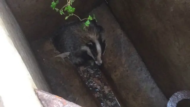 Badger in a drain