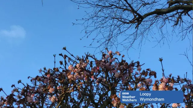 Blue sky over pink blossom