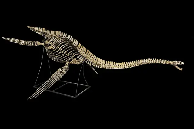 Plesiosaur skeleton