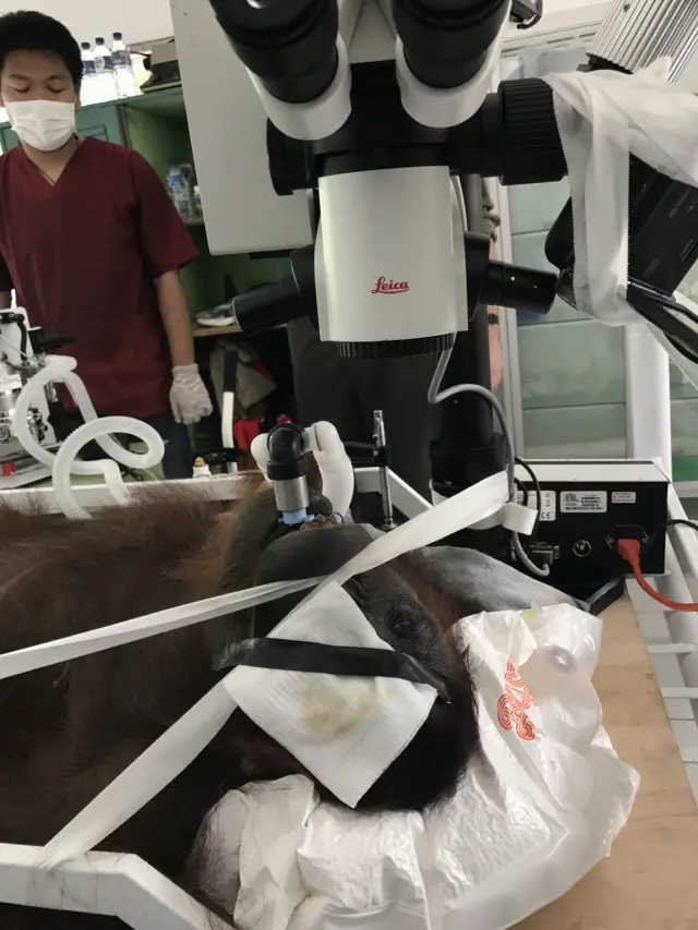 Surgery on orangutan