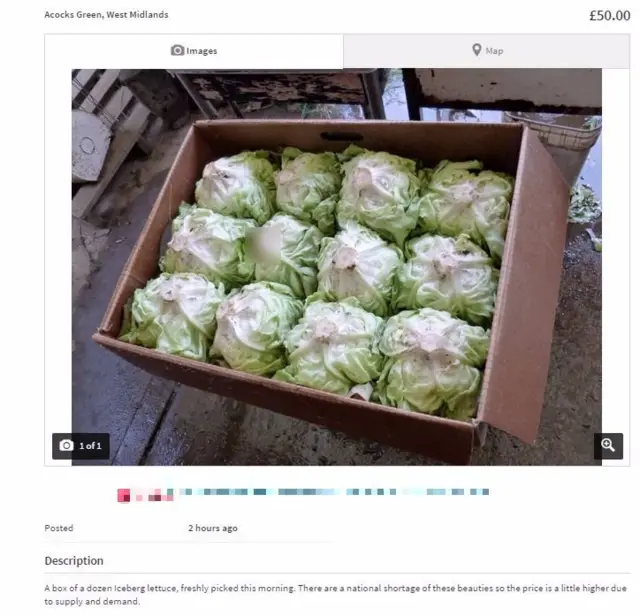 Lettuces for sale