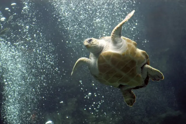 Loggerhead turtle