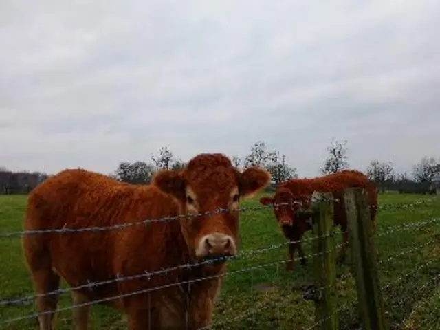 New Earswick cows