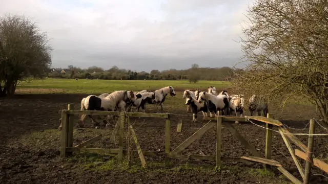 Horses in a field