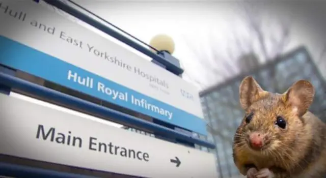 Hospital and picture of a field mouse