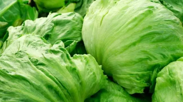 Iceberg lettuce