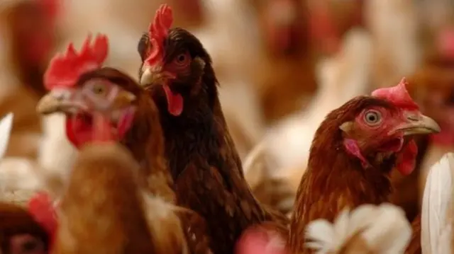chickens