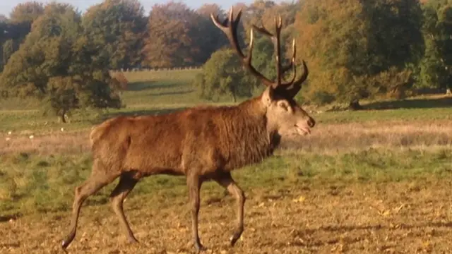 Tatton Park via Facebook