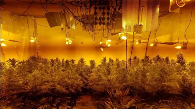 cannabis factory