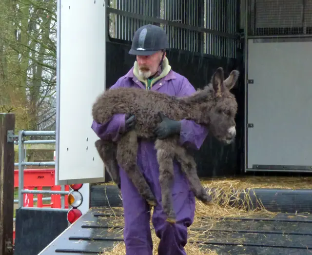 The new born foal being carried out of the horse box