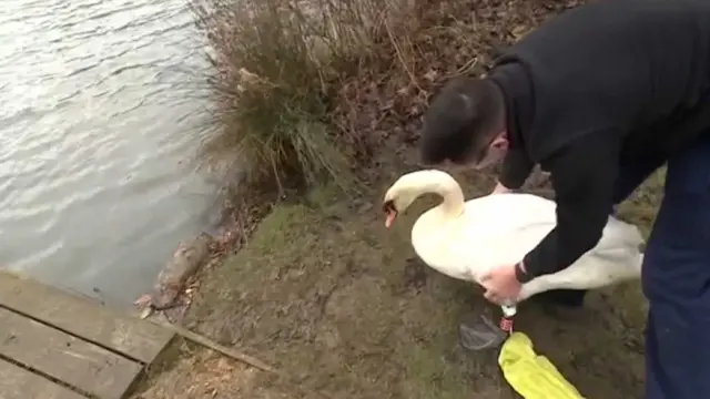 George the swan