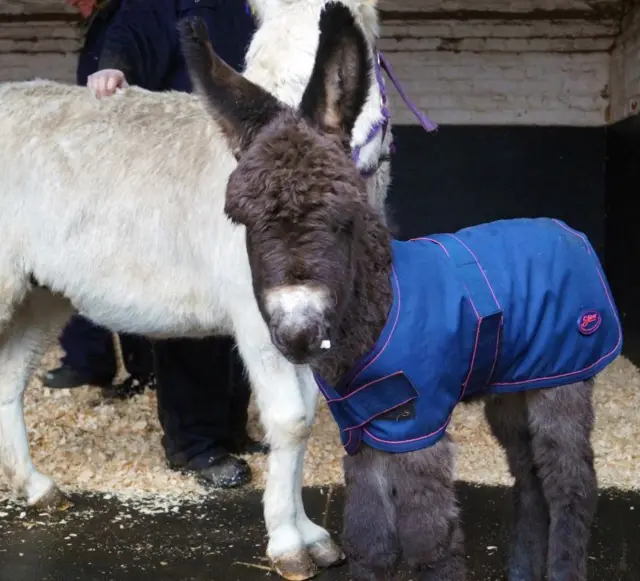 The grey new-born donkey foal in blue jacket, standing in front of mother