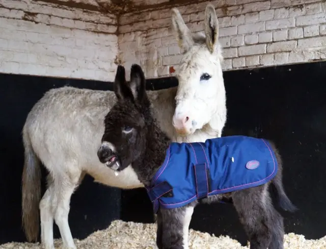 The grey coloured new born donkey foal, wearing blue jacket, standing in front of mother who's white