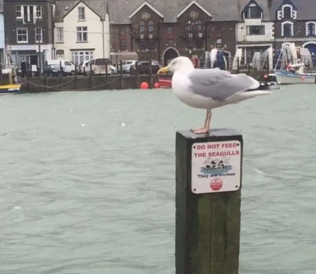 Seagull