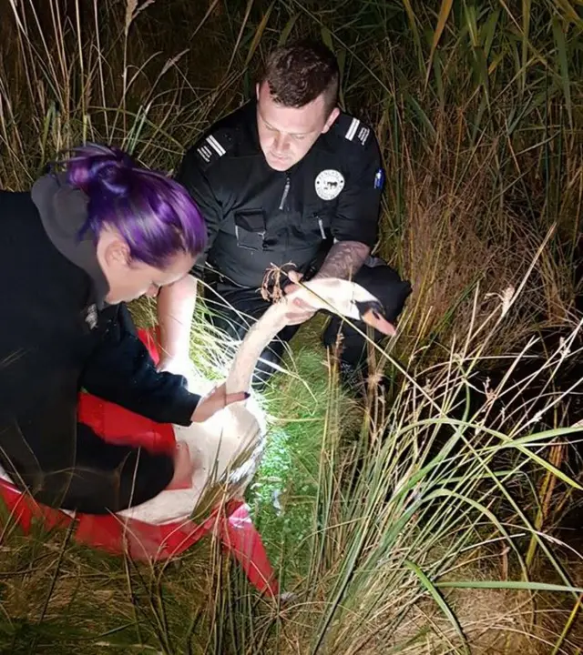 Swan being rescued