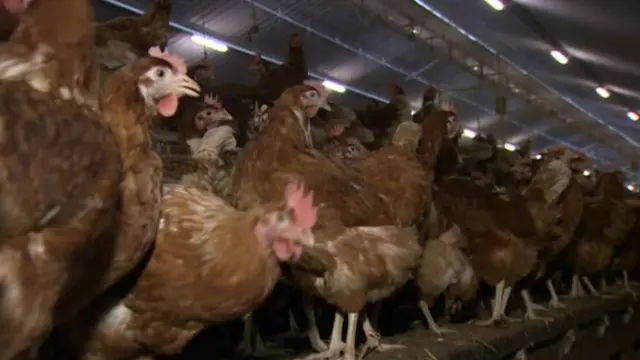 Hens in a barn