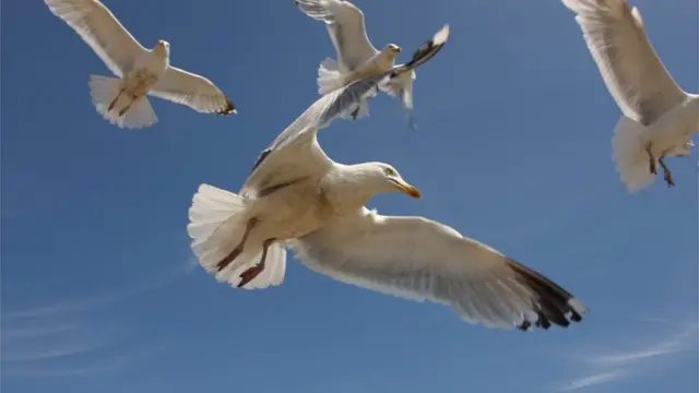 Seagulls