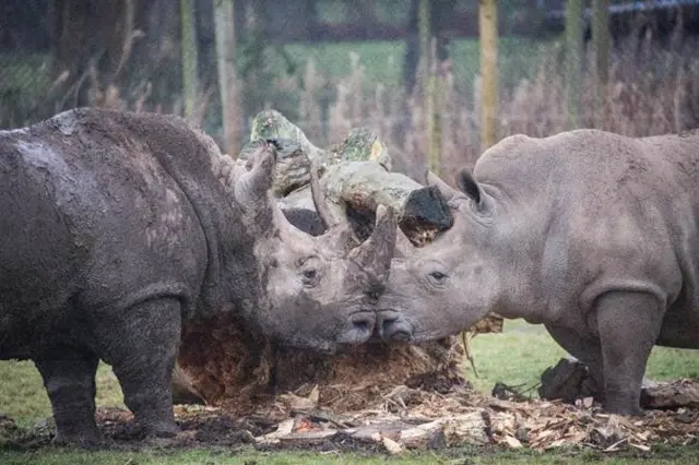 Otto and Makusi cross horns