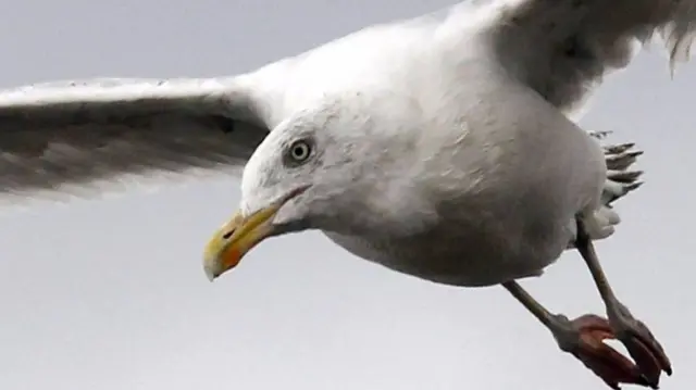 Seagull