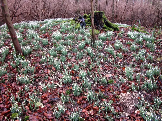 Snowdrops at Sewerby Hall