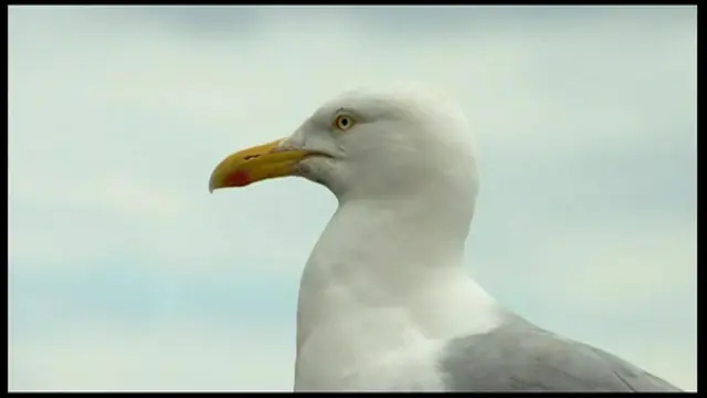 Seagull