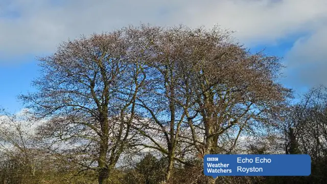 Trees in Royston