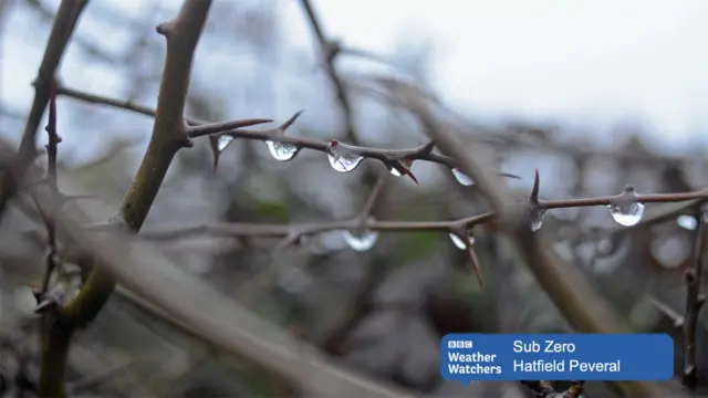 Branch with raindrops