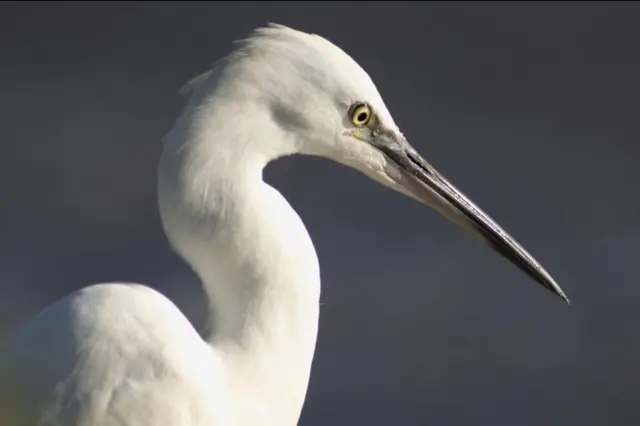 a white bird with a long neck, long and thin black beak and pale yellow eyes