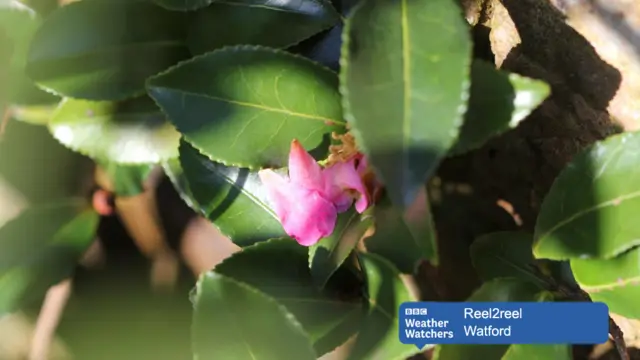 Flower in Watford