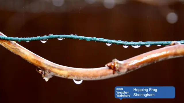 Raindrops on string and a shrub branch