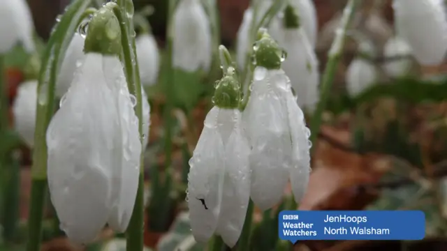 Raindrops on snowdrops