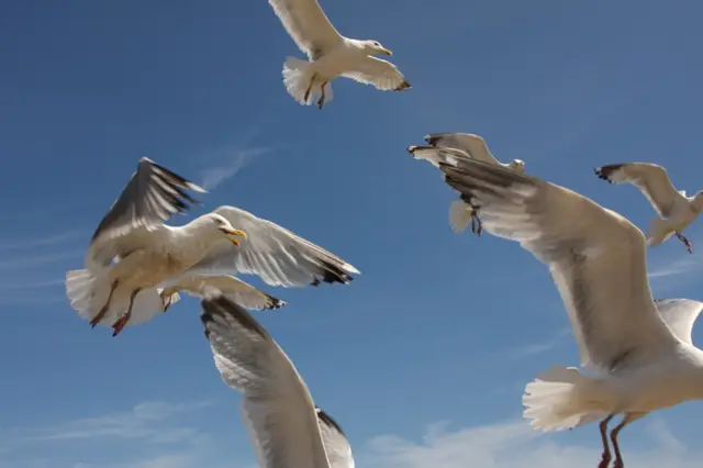 seagulls