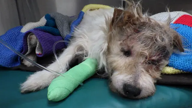 The Jack Russell crossbreed, at the veterinary hospital