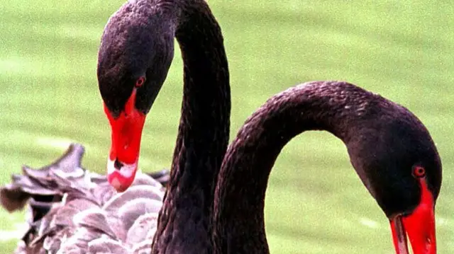 Black swan