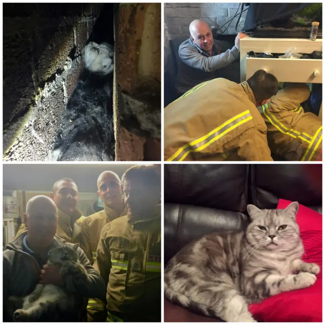 Cat wedged in wall