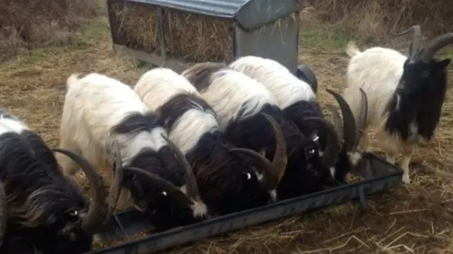 Bagot billy goats eating from a trough