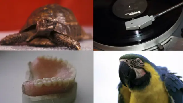 A tortoise, a 12 inch album on a record player, a set of false teeth and a parrot