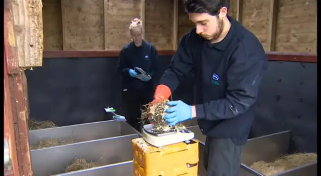 Hedgehog beds