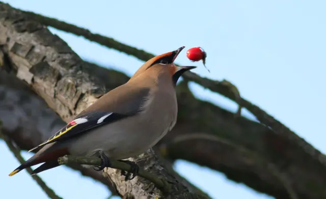 Waxwing