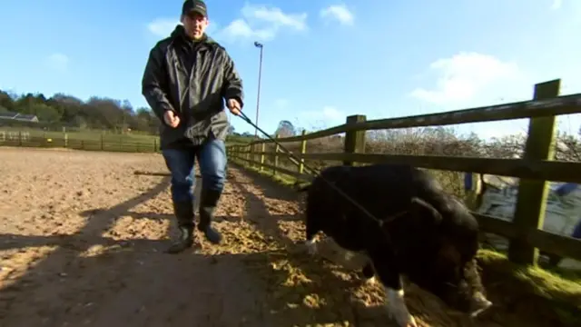 Man walking pig