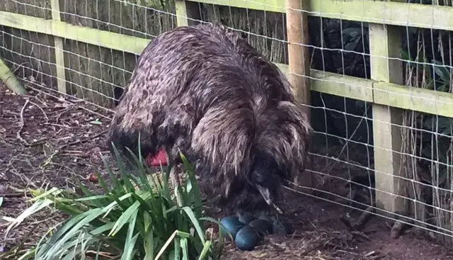 Buddy the emu