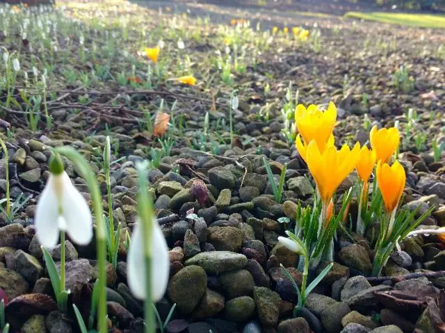 Snowdrops